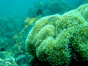 Underwater Oil Rigs & Reefs